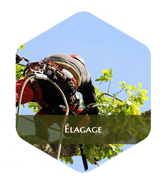 Élagage - Abattage à Saulieu et Avallon